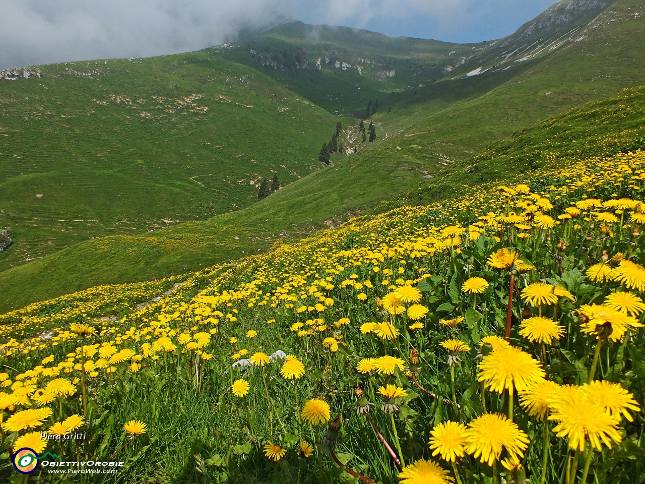 29 distese di giallo con vista verso il Passo di Vindiolo....JPG